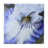 Carreau Iris barbu bleu et blanc floral (Devant)
