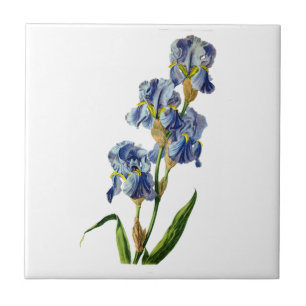 Carreau Iris bleu tiré de la nature par Gerard van