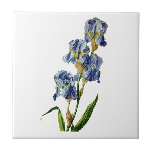 Carreau Iris bleus tirés de la nature par Gerard van Spaen (Devant)