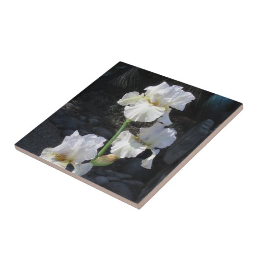 Carreau Iris de floraison blanc (Côté)