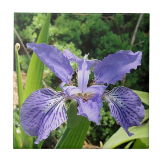 Carreau Iris de jardin, bleu, tuile 4,25 (Devant)