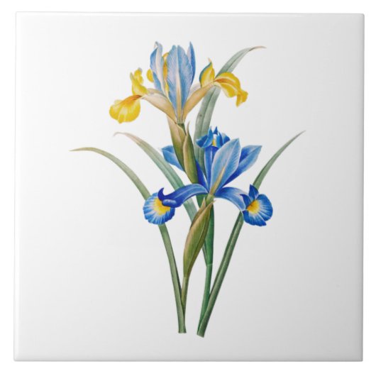 Carreau Iris d'Espagne par Pierre-Joseph Redouté (Devant)