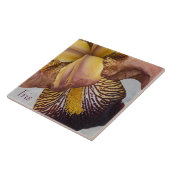 Carreau Iris floral sans barbe jaune et violet (Côté)