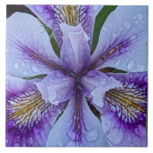 Carreau Iris floral sans barbe violet (Devant)