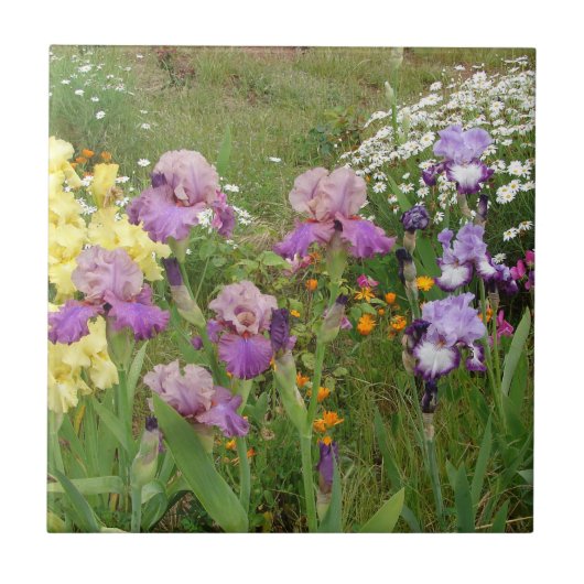 Carreau Iris iris fleurs fleuris Cottage Jardin Anniversai (Devant)