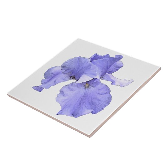 Carreau Iris pourpre barbu grand (Côté)