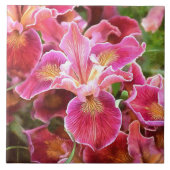 Carreau Iris rose orange (Devant)