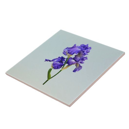 Carreau Iris triple violet (Côté)