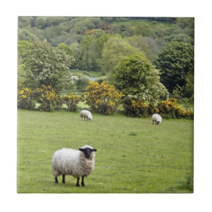 Carreau Irlande de l'Ouest, péninsule de Dingle