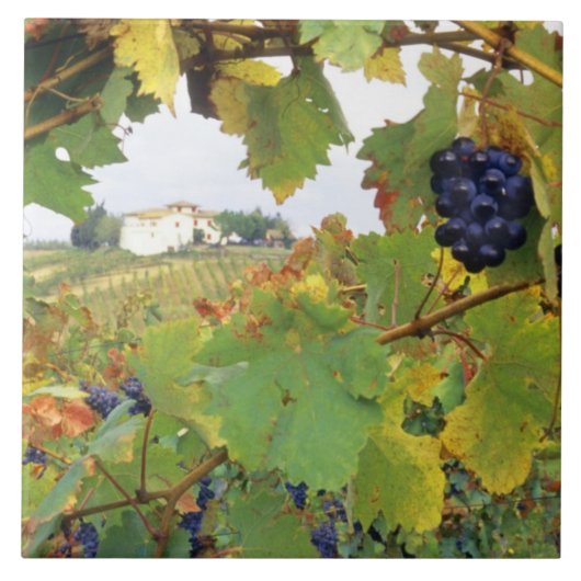 Carreau Italie, Toscane Ferme vue par (Devant)