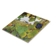 Carreau Italie, Toscane Ferme vue par (Côté)