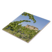 Carreau Italie, Toscane, Montepulciano. Raisins de vin prê (Côté)