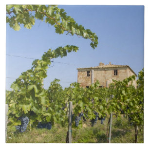 Carreau Italie, Toscane, Montepulciano. Raisins prêts