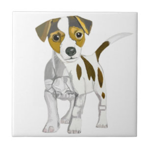 Carreau Jack Russell Terrier