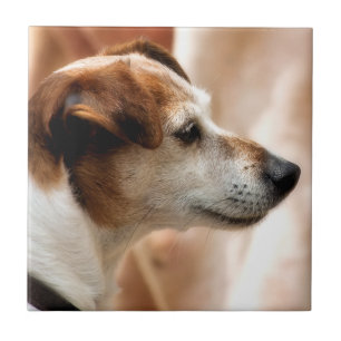 CARREAU JACK RUSSELL TERRIER CHIEN