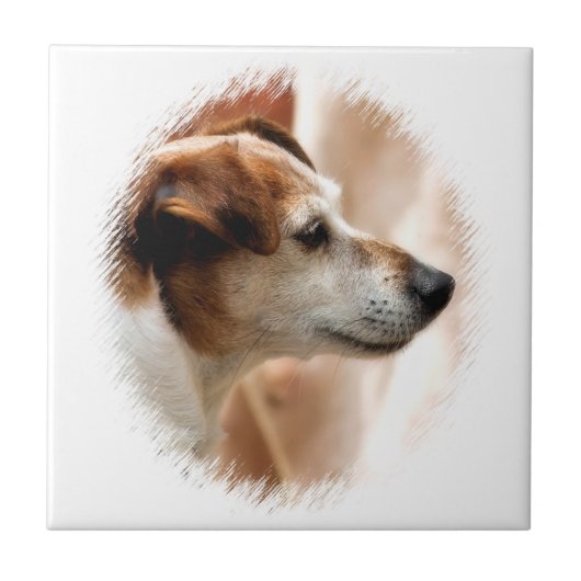 CARREAU JACK RUSSELL TERRIER CHIEN (Devant)