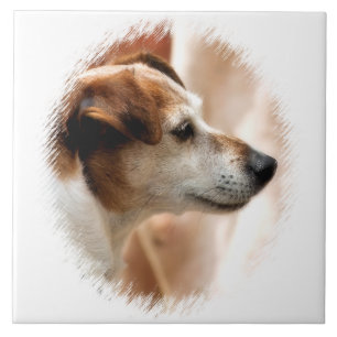 CARREAU JACK RUSSELL TERRIER CHIEN