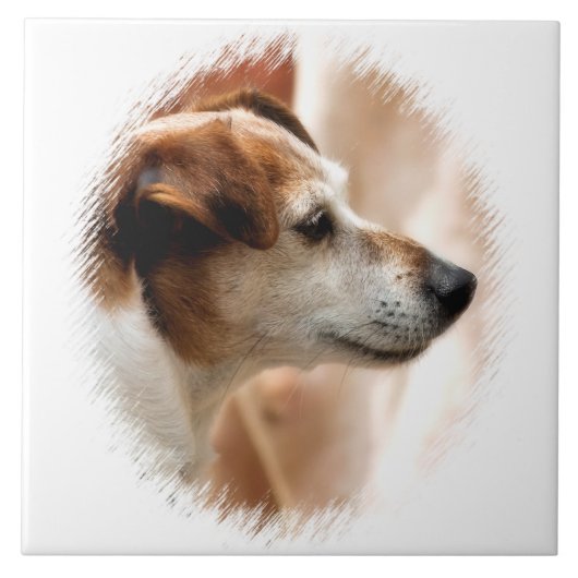 CARREAU JACK RUSSELL TERRIER CHIEN (Devant)