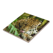 Carreau Jaguar (Côté)