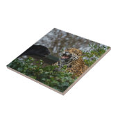 Carreau Jaguar Growl (Côté)