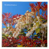 Carreau Japon Andromède Bonfire (Devant)