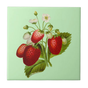 Carreau Jardin Botanique Fraise