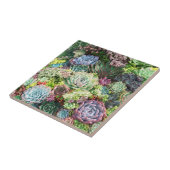 Carreau Jardin coloré Succulent (Côté)