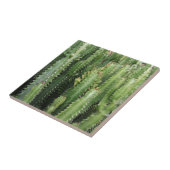 Carreau Jardin de Cactus (Côté)