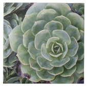 Carreau Jardin de cactus (Devant)