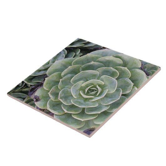 Carreau Jardin de cactus (Côté)