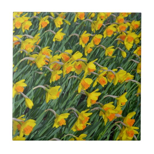 Carreau Jardin de la jonquille jaune vif (Devant)
