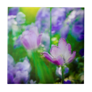 Carreau Jardin de tulipes, Giverny, France