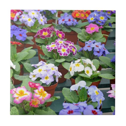 Carreau Jardin des primroses colorées (Devant)