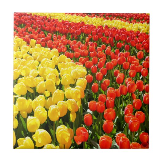 Carreau Jardin des Tulipes (Devant)