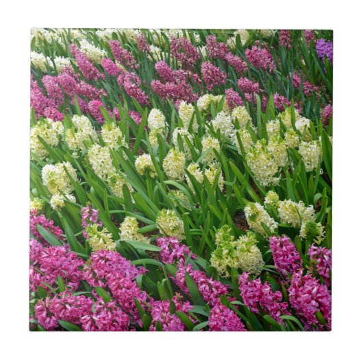 Carreau Jardin fleuri coloré d'hyacinthe (Devant)