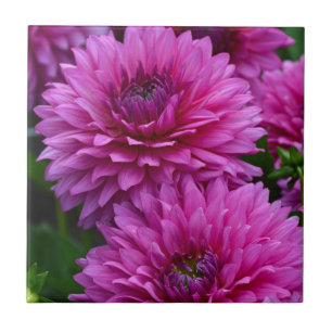 Carreau Jardin fleuri violet dahlia