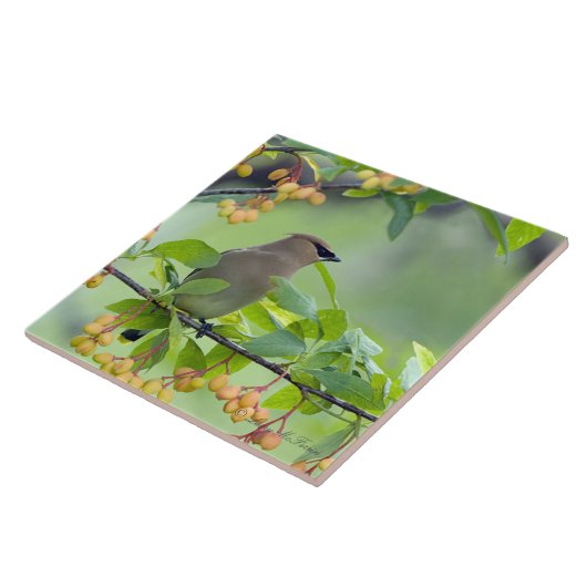 Carreau Jaseur de cèdre (Côté)