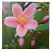 Carreau Jatropha Fleur et bourgeons de fleurs (Devant)