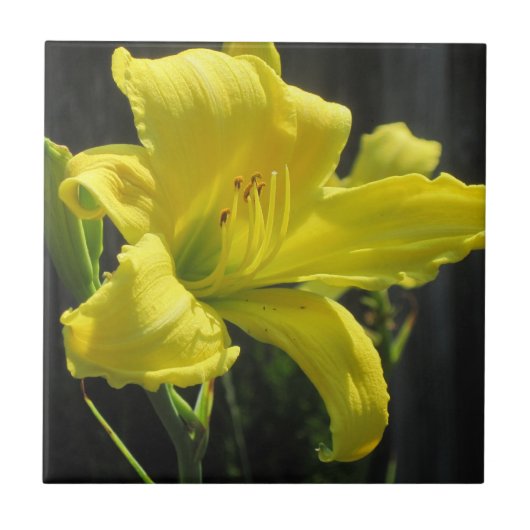 Carreau Jaune (Devant)