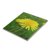 Carreau jaune, betercup, plante, pissenlit, prairie, (Côté)