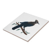 Carreau Jay de Steller (Côté)