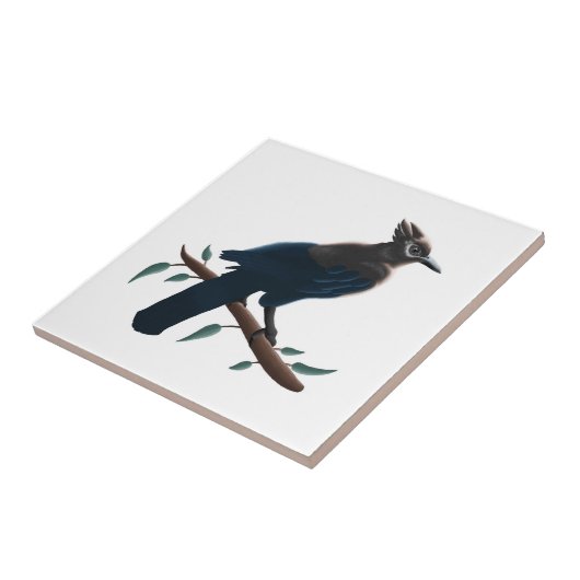 Carreau Jay de Steller (Côté)