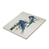 Carreau Jay noir à pâte molle à tarte noire Audubon Columb (Côté)