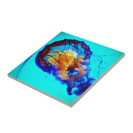 Carreau Jellyfish / Pacific Sea Nettle / (Côté)