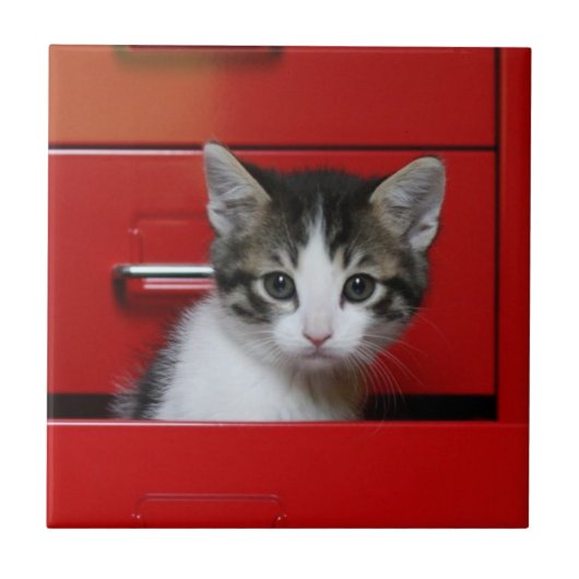 Carreau Jeter un coup d'oeil de chaton (Devant)