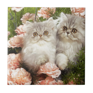 Carreau Jeu persan de chatons en fleurs roses