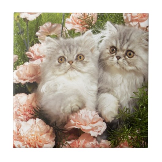 Carreau Jeu persan de chatons en fleurs roses (Devant)