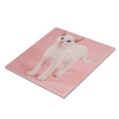 Carreau Jeune chat blanc 2 (Côté)