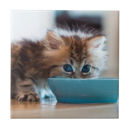 Carreau Jeune chaton persan (Devant)