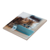 Carreau Jeune chaton persan (Côté)